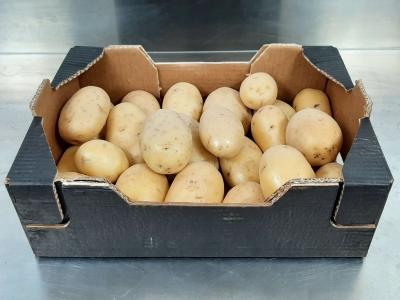 Familia Patatas