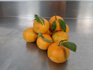 Mandarina